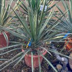Juka vláknitá (Yucca filifera) - výška 20-30 cm, kont. C9L (-15°C)